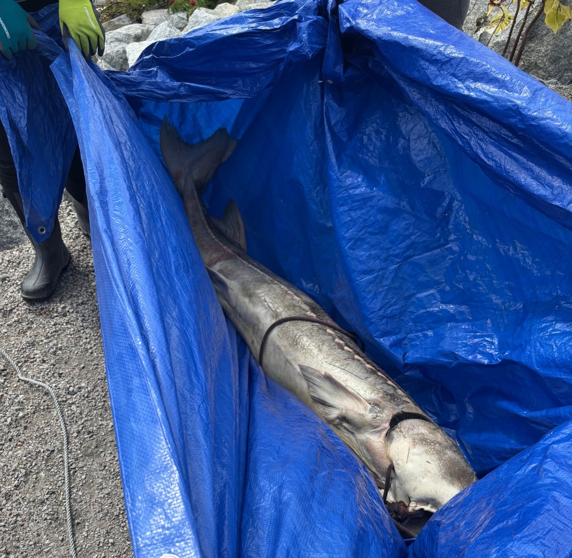 A dead fish lies in a large tarp.