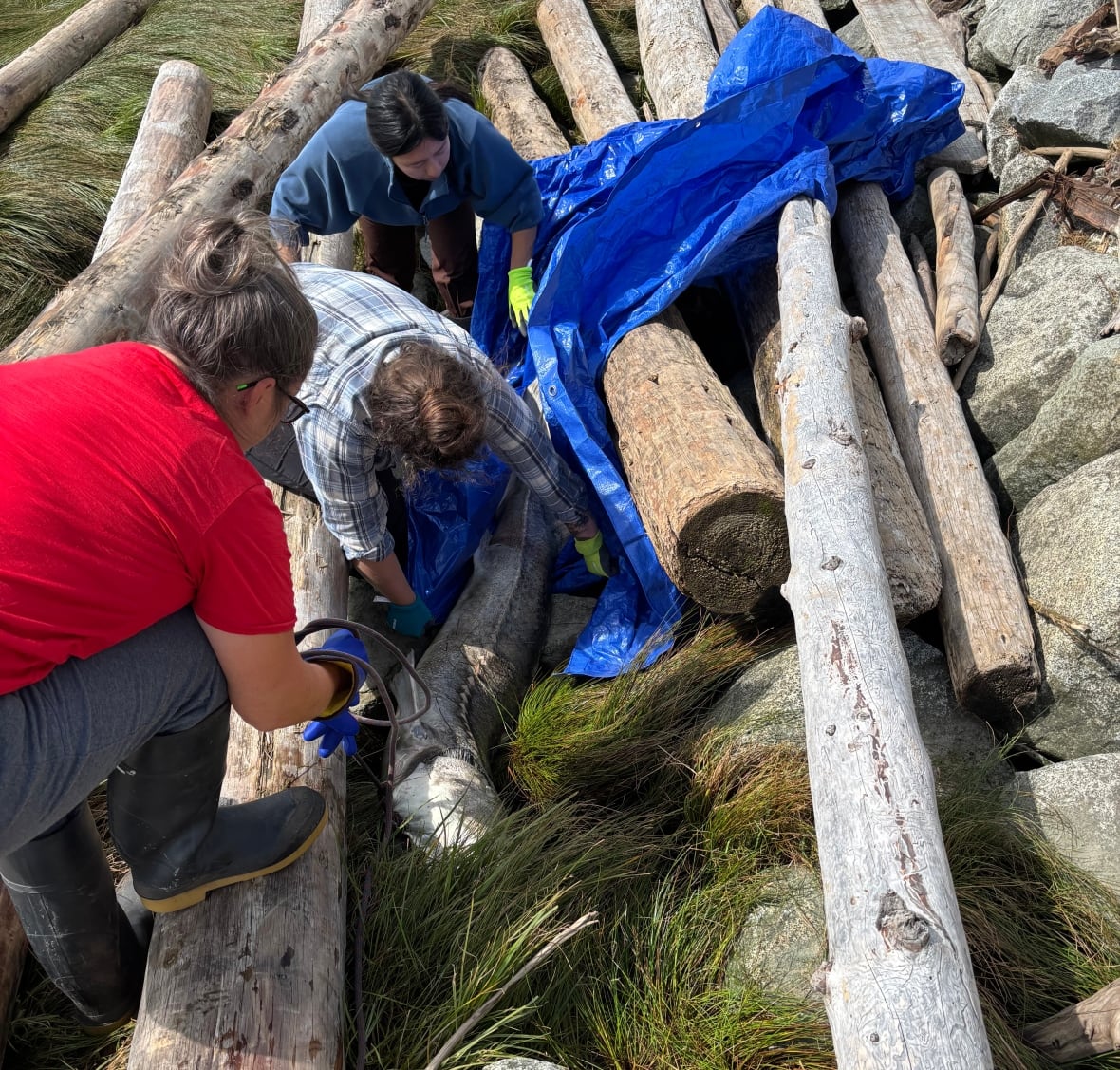 People perch on logs along a riverbank as they work to remove a dead fish.