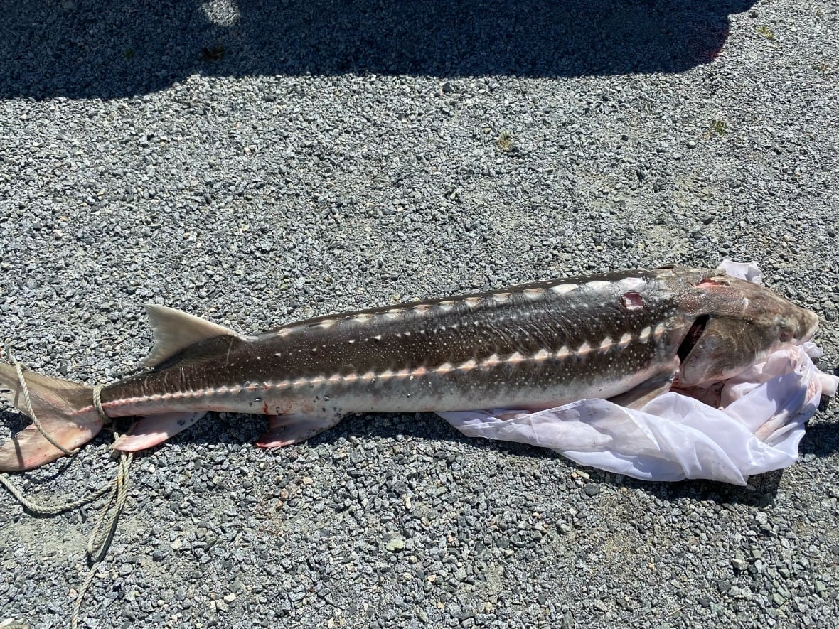 A dead fish lies on a plastic sheet on a beach.